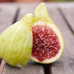 2x coll de dama blanca vijgenboomstekken ficus carica zelfvruchtbaar