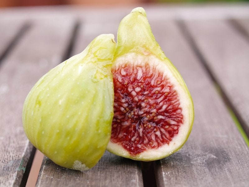 3x white Madeira fig tree cuttings ficus carica self fertile 3x white Madeira fig tree cuttings ficus carica self fertile