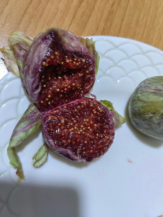 超希少樹種 Amarcord （ アマルコルド ）イチジク 挿し木苗木 超希少