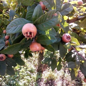 Medlar tree Mespilus Germanica Rooted Live Plant