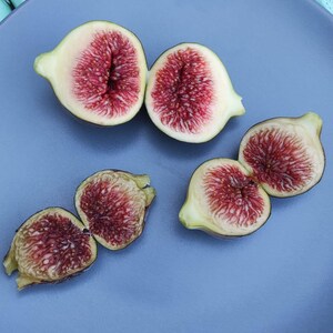 x2 esquejes de higuera Cravens Cravings Ficus Carica