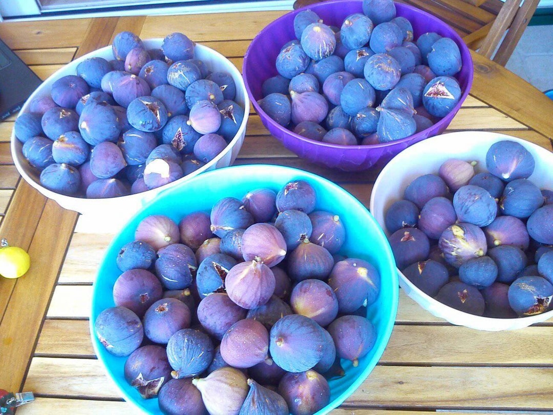 2x Greco Nero Black Greek Fig Tree Cuttings Unique Collection Grow Your