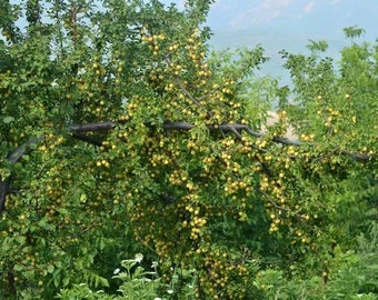 x2 Mirabelle Plum tree cuttings