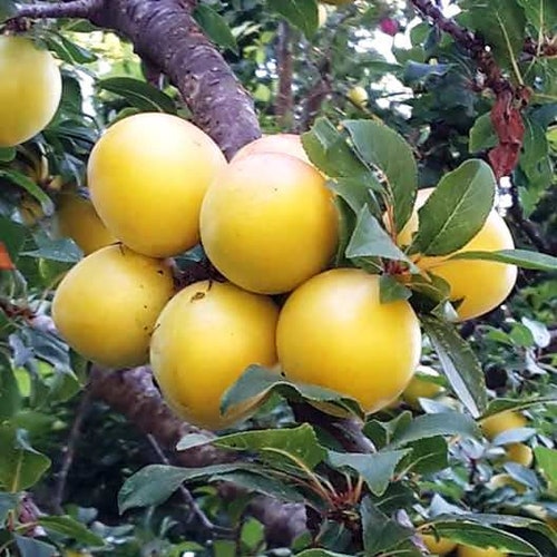 Mirabelle plum rooted live plant