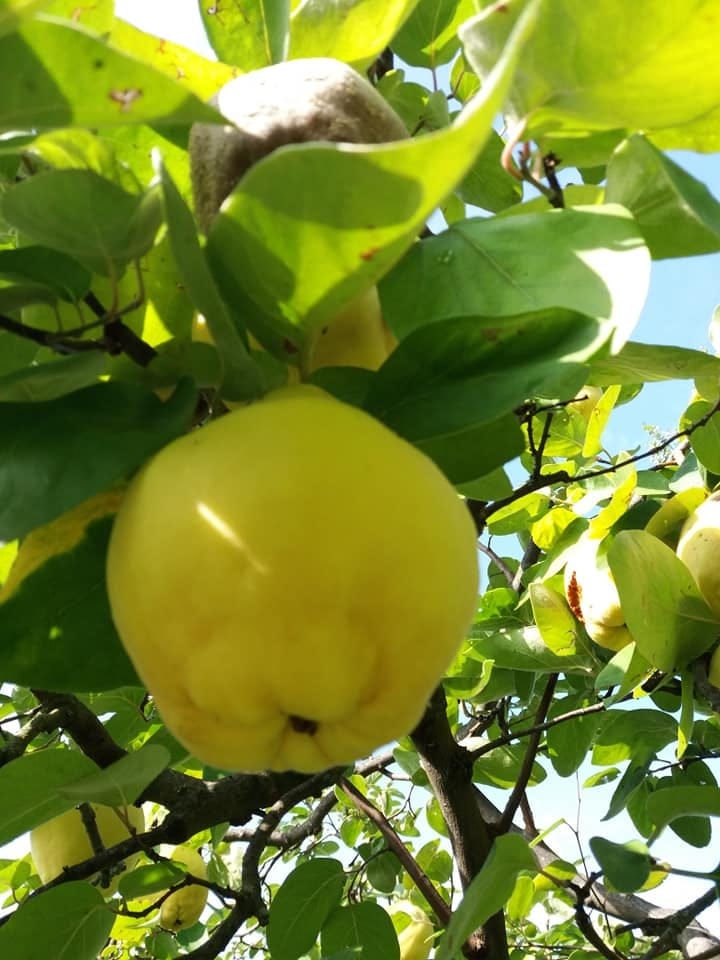 X2 Quince Tree Cuttings Top Quality Etsy