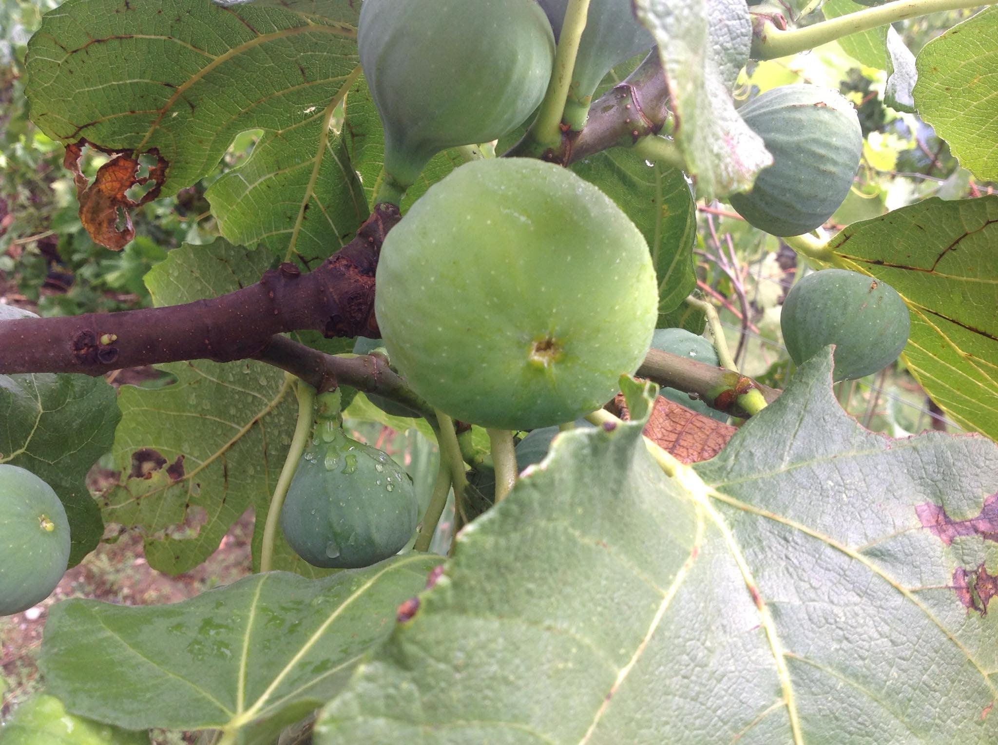 3 thermalito green fig tree cuttings ficus carica Etsy