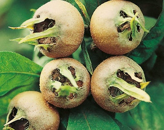 Medlar tree rooted live plant Mespilus Germanica