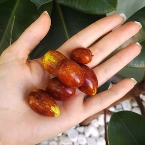 x2 jujube tree cuttings top quality Many Varieties Available