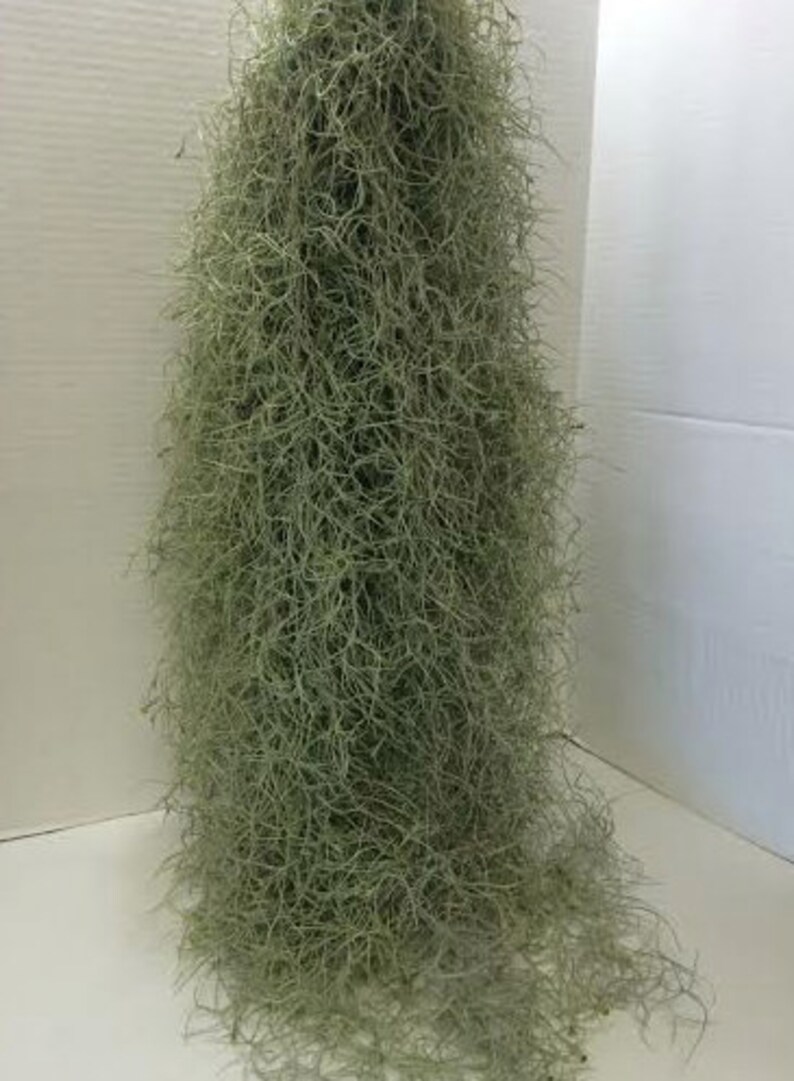 6Gallons Live Spanish Moss. PLEASE READ DESCRIPTION Etsy