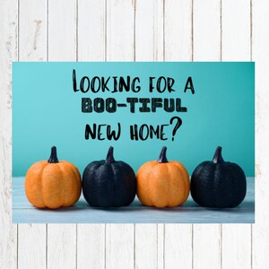 以下が含まれることがあります： ターコイズブルーの背景に、黒い文字で「Looking for a BOO-tiful new home?」と書かれています。テキストの前に4つのカボチャが並んでいます。2つはオレンジ色、2つは黒色です。