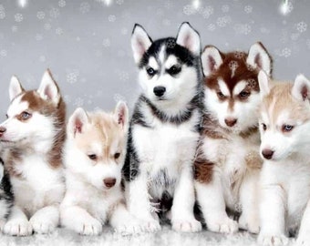 Husky Painting Etsy