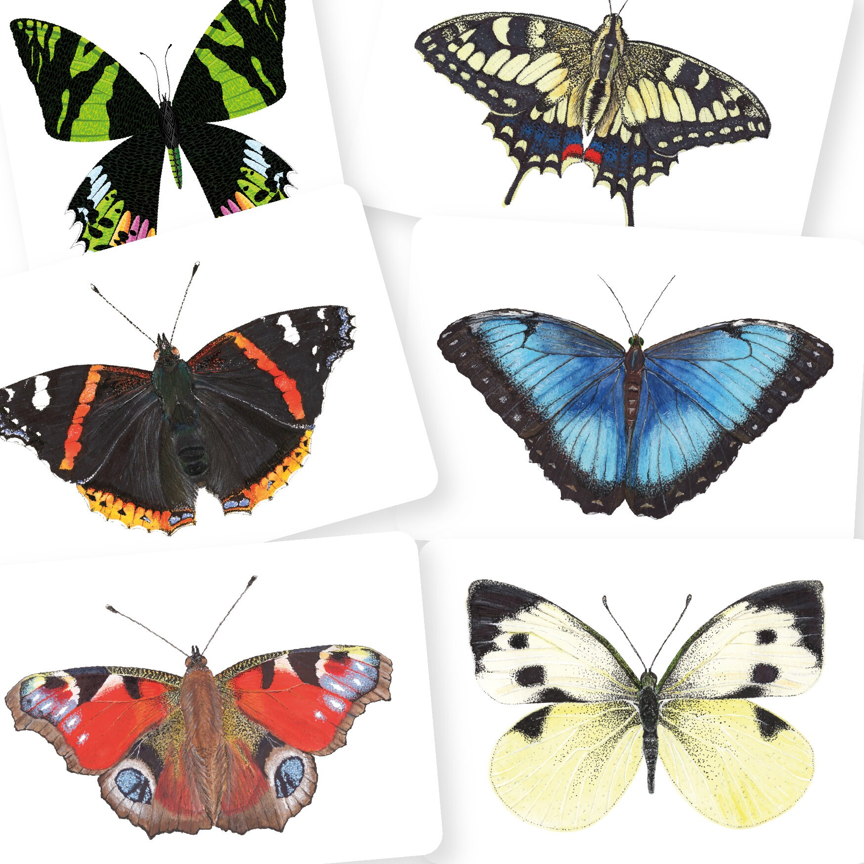 postcard A6 butterflies