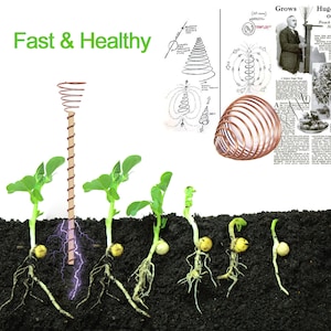 以下が含まれることがあります： 5本のエンドウ豆の植物の横に、銅製の巻き線が土壌に置かれています。巻き線のある植物は、巻き線のない植物よりも背が高く、健康です。画像の上には「Fast & Healthy」というテキストが書かれています。