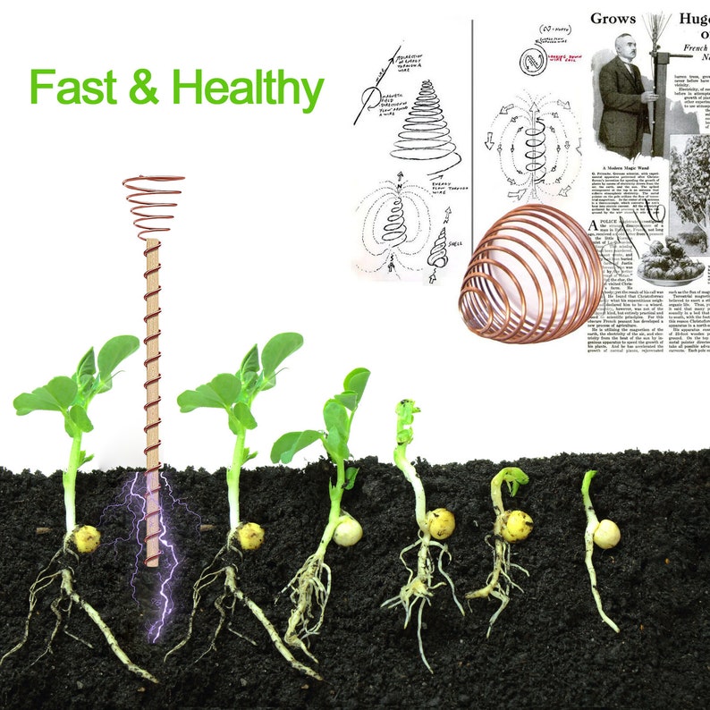 以下が含まれることがあります： 5本のエンドウ豆の植物の横に、銅製の巻き線が土壌に置かれています。巻き線のある植物は、巻き線のない植物よりも背が高く、健康です。画像の上には「Fast & Healthy」というテキストが書かれています。