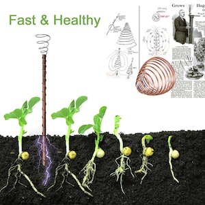 May include: A copper coil is placed in the soil next to a row of pea plants. The coil is connected to a wire that is attached to a power source. The plants on the left side of the coil are growing faster and healthier than the plants on the right side of the coil. The text "Fast & Healthy" is written at the top of the image.