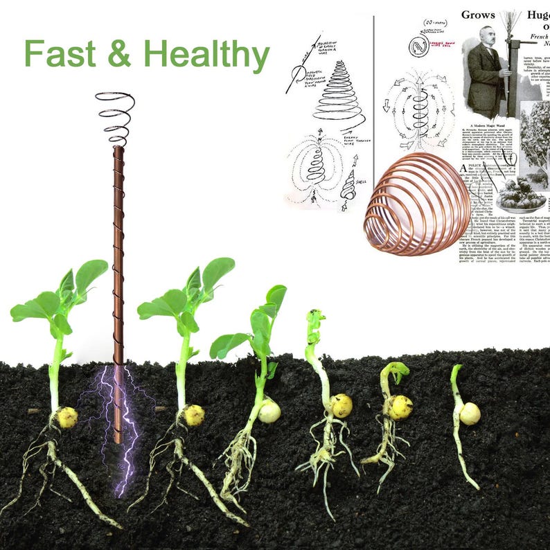May include: A copper coil is placed in the soil next to a row of pea plants. The coil is connected to a wire that is attached to a power source. The plants on the left side of the coil are growing faster and healthier than the plants on the right side of the coil. The text "Fast & Healthy" is written at the top of the image.