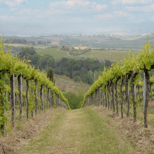 Vigneto toscano n. 3. Fotografia artistica, stampata su carta fotografica Luster d'archivio. Splendida foto di paesaggio vicino a San Gimignano, Italia.