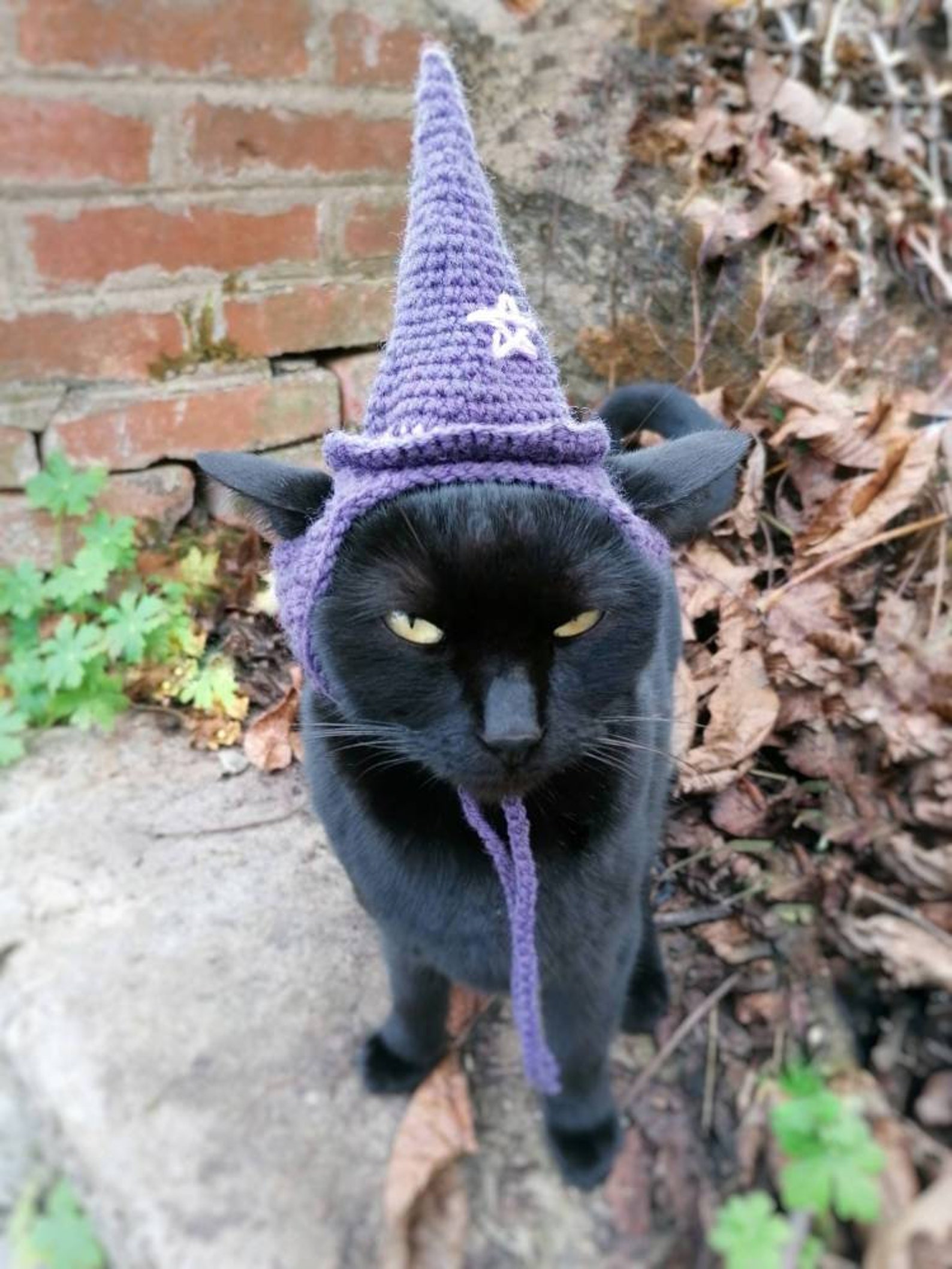 Purple Wizard Hat Cat Hat Hats for Cats Pet Costume Dog - Etsy