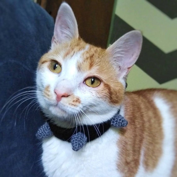 spiked kitten collar