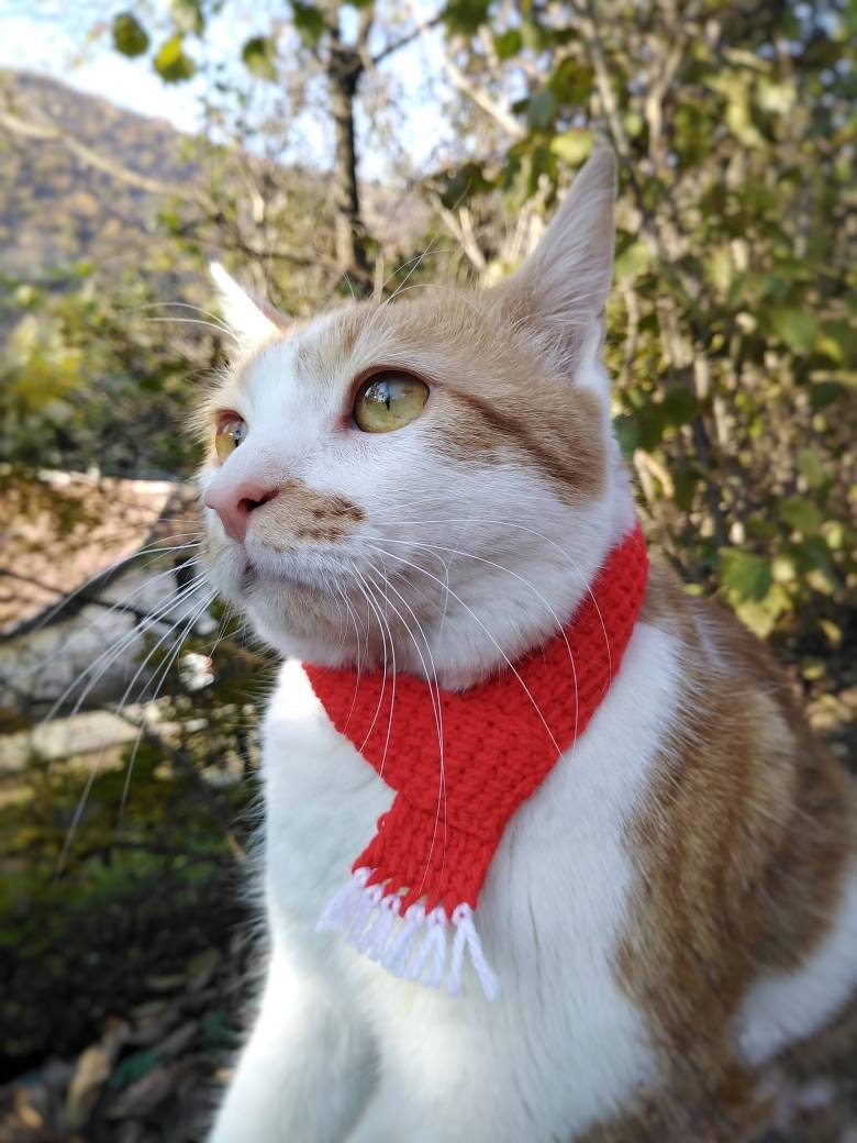 cat scarf collar