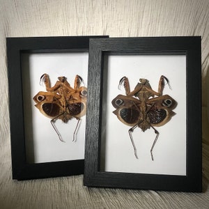 May include: Two framed insect specimens. Each frame is black and rectangular, with a white mount. The insects are brown with large, eye-like markings on their wings. The frames are displayed against a neutral background.