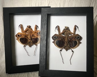 Rare Framed Giant Dead Leaf Insect- Deroplatys Dessicata