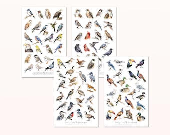 Vögel Sticker Set - Aufkleber, Journal Sticker, Sticker Natur, Garten, Vogel, Frühling, bunt, viele Sticker, Stickerbogen, Vogelarten