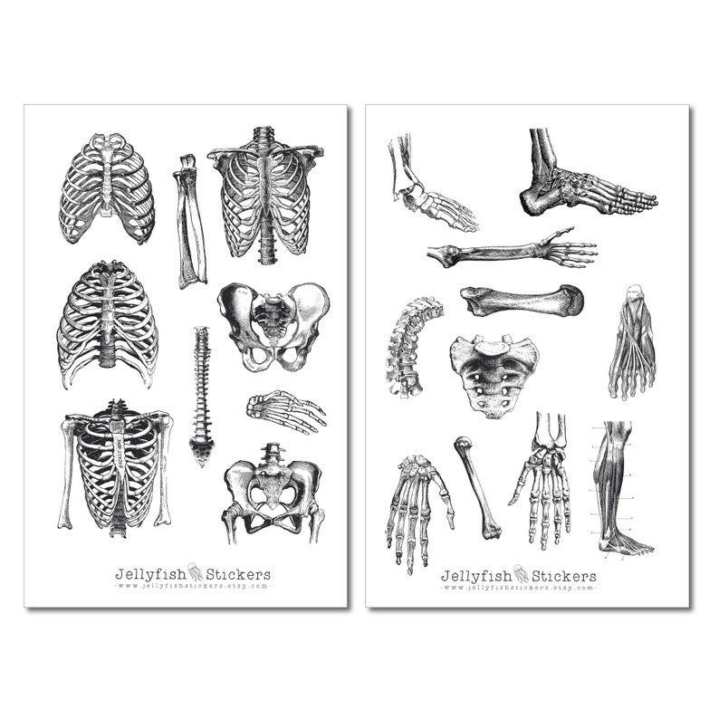 Skeletal System Sticker Vintage Anatomy Sticker Set - Body Stickers, Journal Stickers, Bone ...