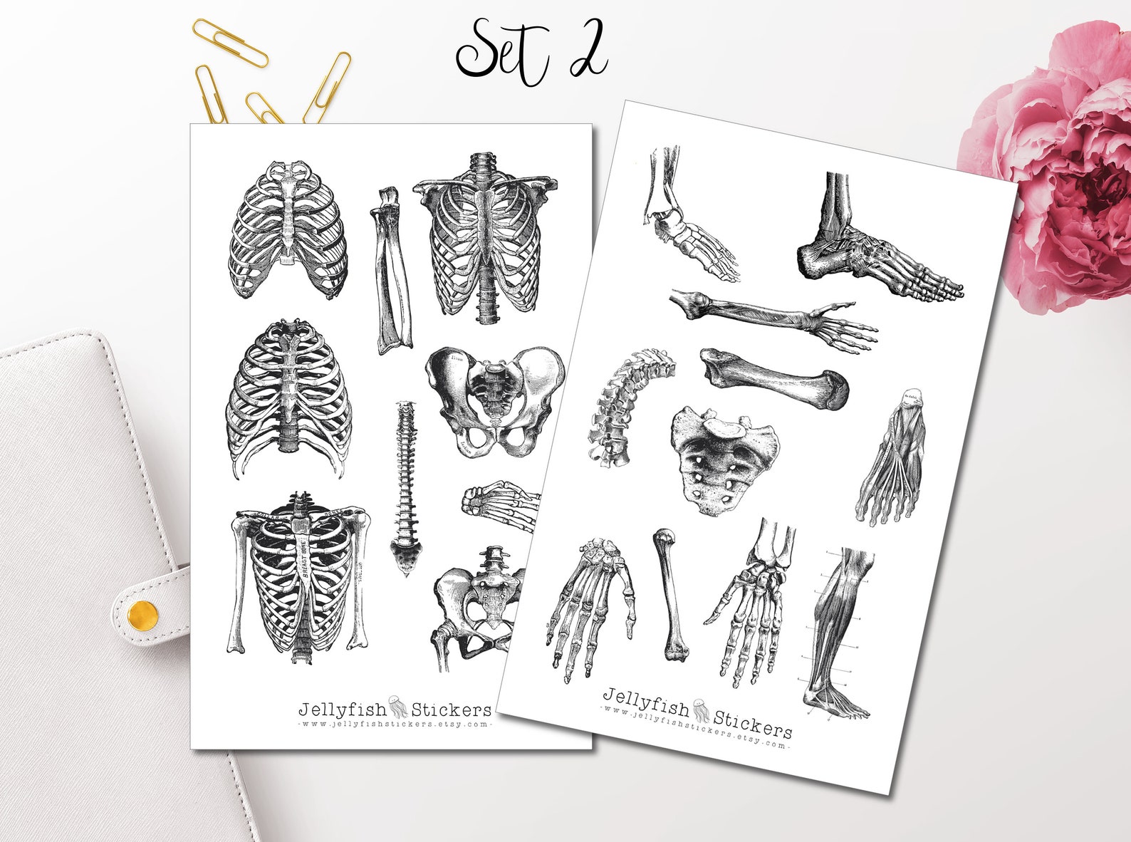 Vintage Anatomy Sticker Set - Body Stickers, Journal Stickers, Bone ...