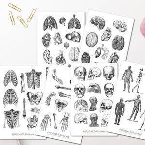 Vintage Anatomy Sticker Set - Sticker Body, Journal Sticker, Sticker Bone, Sticker Black and White, Sticker Body, Sticker Sheet