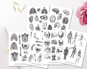 Set de pegatinas de anatomía vintage: pegatinas corporales, pegatinas de diario, pegatinas de huesos, pegatinas en blanco y negro, pegatinas corporales, hoja de pegatinas