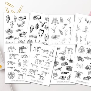 Peut inclure: Huit feuilles d'autocollants d'animaux squelettes en noir et blanc. Les autocollants présentent divers squelettes d'animaux, notamment un serpent, une grenouille, un poisson, une chauve-souris, un oiseau, un cerf, un cheval, un chien, un chat, une tortue, une baleine, un dinosaure, un éléphant et un humain. Les autocollants sont parfaits pour ajouter une touche de fantaisie à votre agenda, votre journal ou votre album.