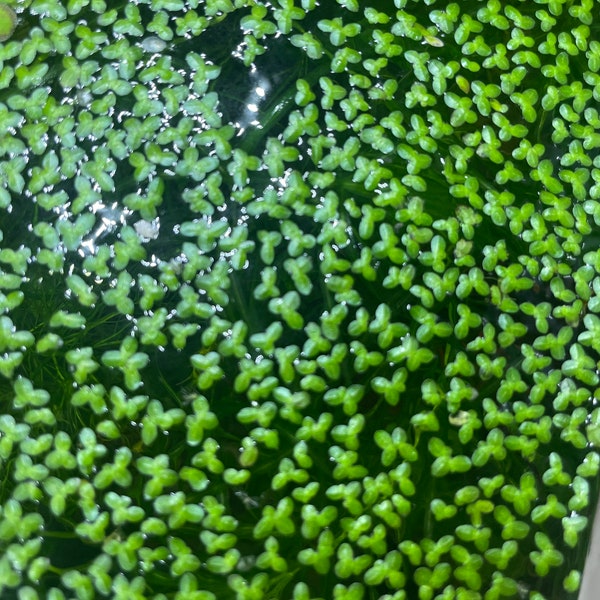 Lemna Minor aka small duckweed 3 scoops (1 scoop is shown in the 3rd picture)