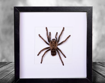 Gasteracantha arcuata Large Curved spiny spider Nice Taxidermy REAL Insect