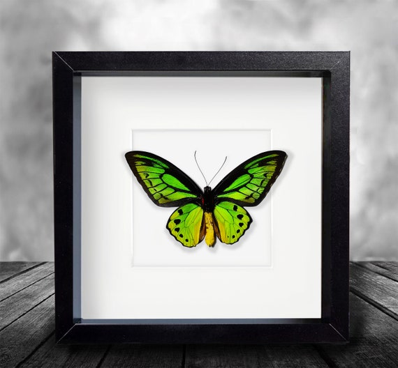 Rare butterfly collector exotic Ornithoptera Tithonus Misresiana naturalized under black lacquered wood-Entomology-Butterfly-Lepidoptera
