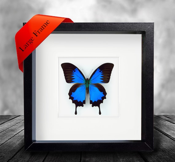 taxidermy Real Ulysses Butterfly Hand Set and Framed In UK Beautiful Gift