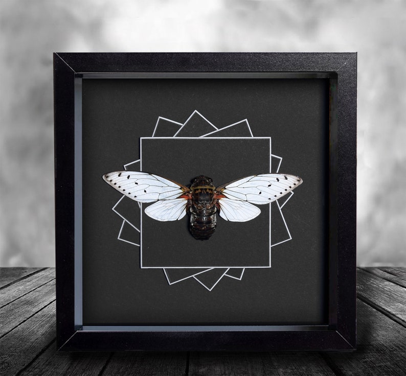 Real Giant Spider Thai Black Tarantula Insect Taxidermy Painted Shadowbox White Frame Mounted Display Framed 3D Wall Home Decor