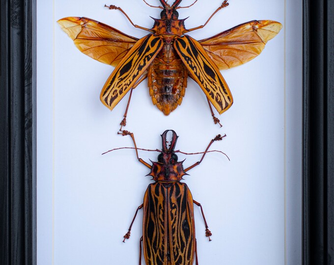 Insect taxidermy by InsectariumArt on Etsy