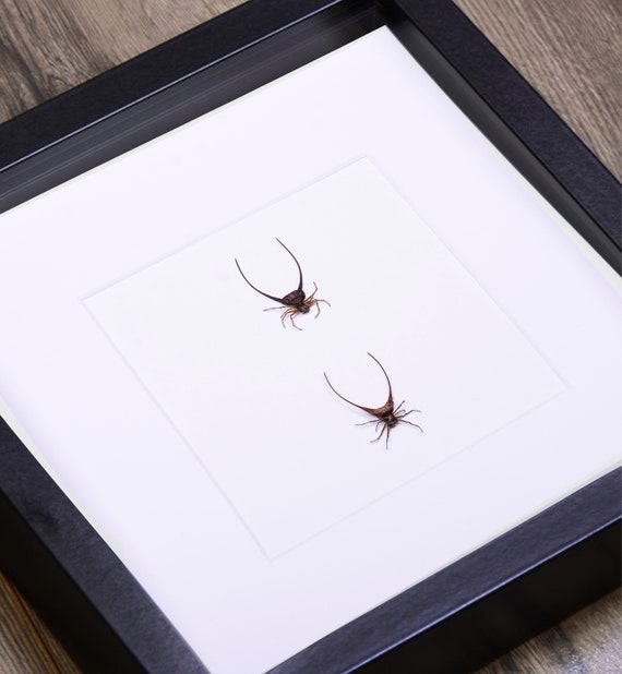 Gasteracantha arcuata Large Curved spiny spider Nice Taxidermy REAL Insect