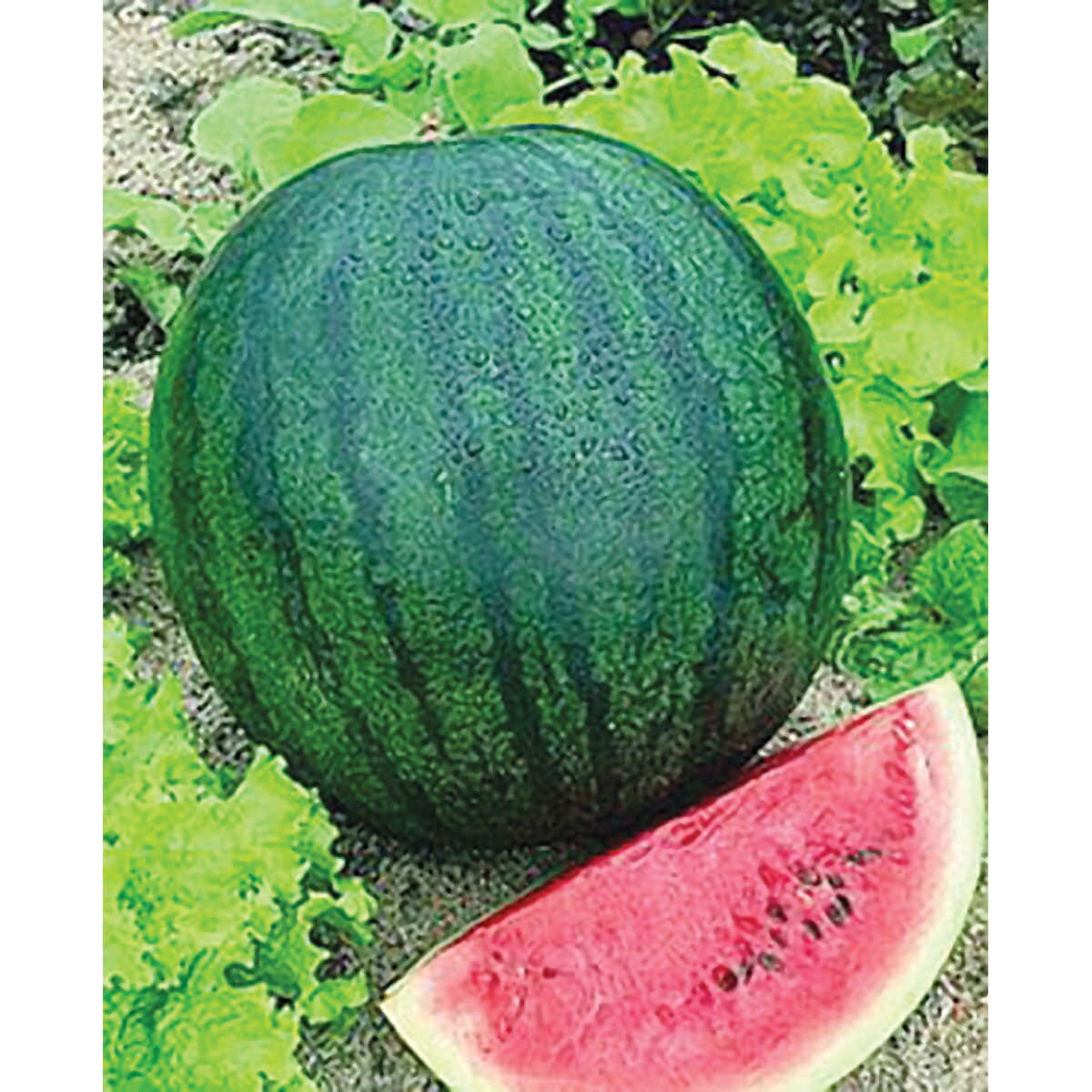 Sugar Baby Watermelon Etsy