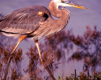 Blue Heron Stretched Canvas, Florida Bird Photo Art, from BCPix.com