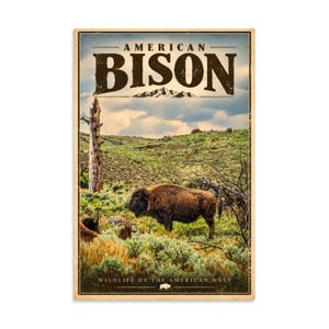 May include: A rectangular poster featuring a brown American bison standing in a grassy field with sagebrush and a dead tree. The text reads AMERICAN BISON at the top and WILDLIFE OF THE AMERICAN WEST at the bottom with a small bison icon.