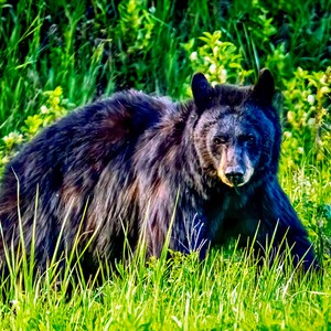Wyoming Black Bear Canvas, stretched canvas wall art from BCPix