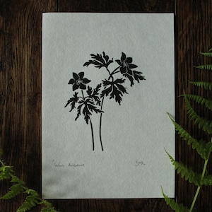 Wood anemone linocut print ~ hand pulled botanical lino print
