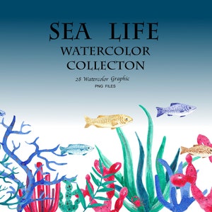 Sea Life Clipart Volume 2 Ocean Clip Art Set 24 Hi-res Vector, PNG, & JPG  Designs, Summer Clipart, Beach Clipart Download 