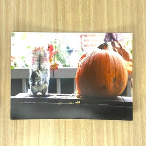 Carte Postale Montréal duo, "l'écureuil et la citrouille, Montréal"