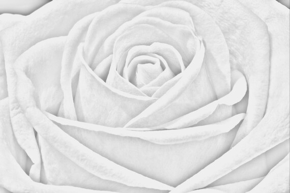 Rose Coloring Page Adult Coloring Page Coloring Page Etsy