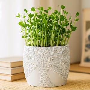 May include: A white ceramic plant pot with an embossed tree design, containing bright green sprouts. The sprouts feature small, heart-shaped leaves and thin stems. The pot is on a wooden surface.