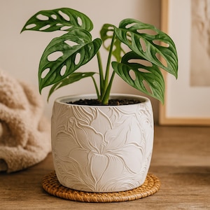 May include: A Monstera Adansonii plant in a white ceramic pot with an embossed floral design. The plant has green leaves with distinctive holes. The pot rests on a round, woven coaster. The pot is on a wooden surface.