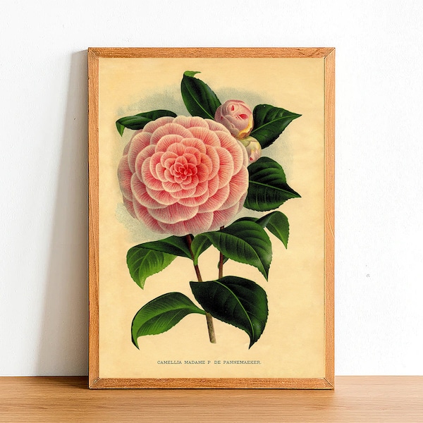 Vintage Camellia Madame Print, Antique Botanical Posters, Flower Prints, A4 A3 A2 Poster, Home Decor, Wall Art, Green Leaf